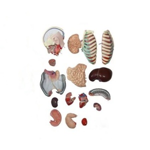 DARHMMY 85 cm Modèle de torse anatomique <span class=keywords><strong>humain</strong></span> en PVC à dos ouvert <span class=keywords><strong>asexué</strong></span> avec 17 pièces pour les sciences médicales - Product Image 2