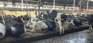 Materasso in Gomma Impermeabile per Bovini, Facile da Pulire, per <span class=keywords><strong>Stalle</strong></span> di Mucche da Latte - Product Image 5