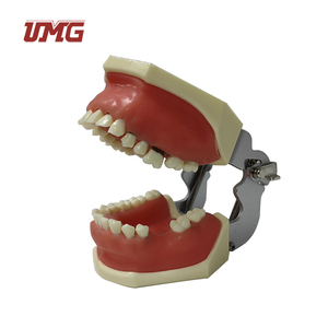 Modello di malattia parodontale per pratica di taglio e sutura - Product Image 3