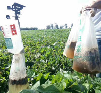 Piège liquide efficace pour les vers de tabac (Spodoptera litura) – Solution agricole écologique pour serres et extérieurs