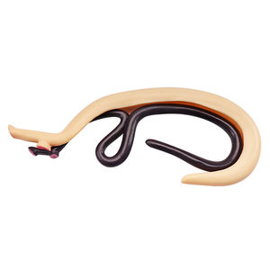 Insecto sediento de sangre de plástico agrandar modelo anatómico equipo educativo modelo de parásito esquistosoma sangre Flukes modelo médico - Product Image 5