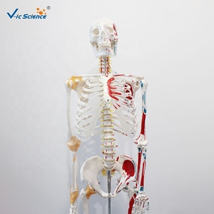 Modelo de Esqueleto <span class=keywords><strong>Humano</strong></span> Pigmentado de 180 cm con Ligamentos, Modelo Anatómico de <span class=keywords><strong>Cuerpo</strong></span> Completo - Product Image 3