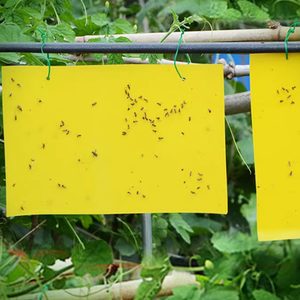 Vente en gros de pièges à mouches à fruits Serre à mouches pour verger Pièges à insectes collants jaunes pour champignons Moucherons - Product Image 2