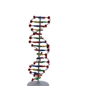 Modelo de hélice dupla de DNA humano para educação biológica, recursos de ensino, modelo médico de hélice dupla de cores de DNA