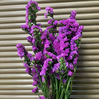 Pabrik Grosir Satu Atap Bunga Myosotis Sylvatica Statice Asli 120g Limonium Awet Alami Bunga Forget Me Not Awet Alami