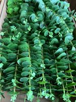 Dekorasi Rumah Ruang Tamu Daun Eucalyptus Buatan 3 Cabang untuk Dekorasi Lorong Pernikahan Sentuhan Realistis Eucalyptus