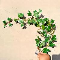 Boîte pour reptiles avec vigne artificielle pour l'escalade et la perchoirie des lézards, grenouilles-argentées et geckos, et la décoration paysagère