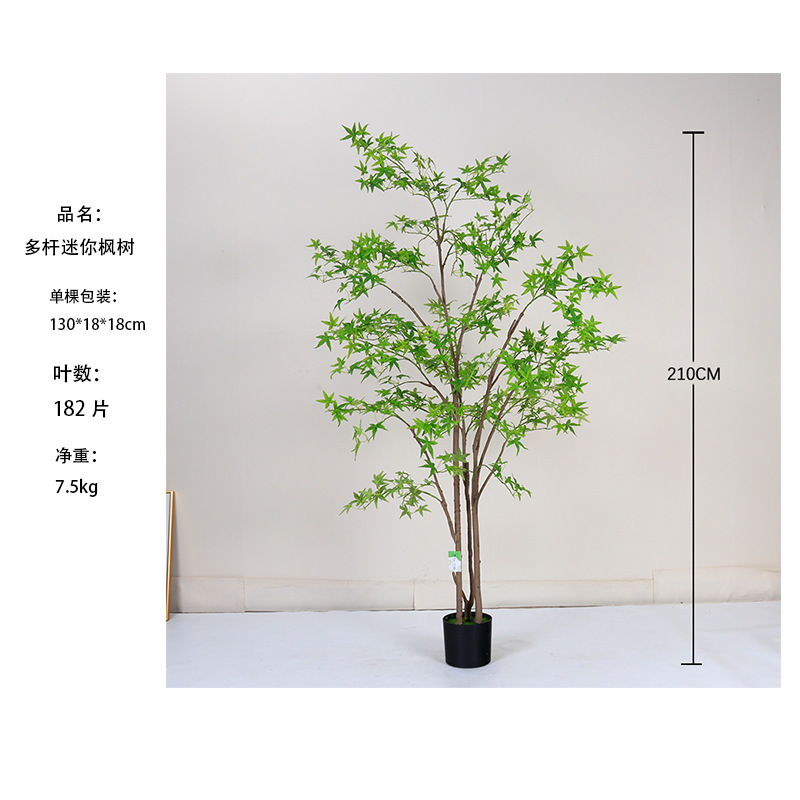 [Meilleure Vente] Mini Arbre d'Érable Vert Multi-Tiges 210cm