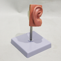 Modèle anatomique de l'oreille (oreille externe, intermédiaire, interne) pour la communication entre l'ORL et le patient