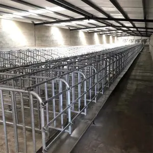 Cages de gestation de porc d'équipement de bétail pour la prégénèse de truie