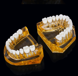 Modèle de dents détachable en PVC de haute qualité, taille double, pour l'apprentissage et la décoration des dents temporaires chez les enfants - Product Image 3