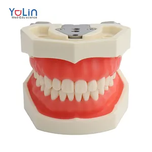 हटाने योग्य 28/32 पर अध्ययन प्लास्टिक मानव दंत चिकित्सा शिक्षण के लिए व्यावहारिक कृत्रिम दांतों मॉडल