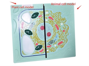 Estudiante aprendizaje Animal planta célula modelo de enseñanza comparativa Animal y planta anatomía célula estructura modelo biología médica - Product Image 4