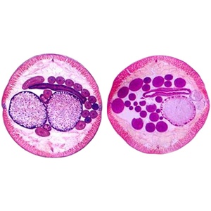 School Teaching Medical Parasitology Prepared Slides Set Parasitology Slides <strong>Microscope</strong> Prepared Slides - Product Image 1