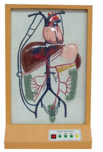 Dispositif de science médicale BIX-A2103 Veine veineuse Branches latérales Modèle de circulation Portes électriques comportant des dommages à la veine Aftermodel - Product Image 2
