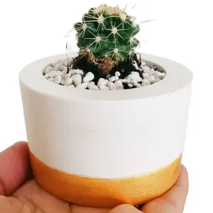 Mini Pot de cactus vivant Offre Spéciale écologique naturel