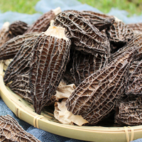 Vente en Gros Morilles Champignons Morchella Cultivation Mycélium Morel graines de champignons