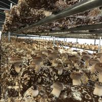 Hongos Shiitake Congelados Detan, Enteros/Rebanados/Cubos, en Venta