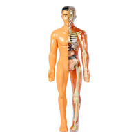 Squelette de modèle de structure de corps humain détachable avec simulation d'anatomie médicale d'organes internes et de globe oculaire pour l'éducation scientifique