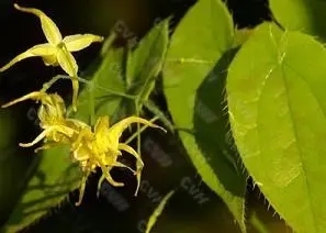 Прямой поставка с завода, органические капсулы для травки козы, экстракт эпимедиума, порошок, экстракт 10% икариина, экстракт корня гриба - Product Image 4