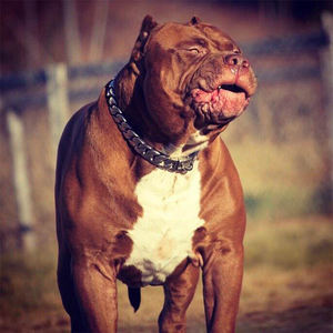 Goldene Hundehalskette aus Metall für das Haustiertraining, Würgehalsband für kleine und mittelgroße Hunde, Zubehör aus Edelstahl, kubanische Gliederkette für Bulldoggen, 32 mm BÄNDER - Product Image 5