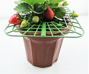 Supports de culture de fraises OEM DD3185 – Treillis de maintien pour garder les baies propres – Supports carrés pour plantes - Product Image 2