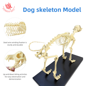 Modelo de <span class=keywords><strong>Esqueleto</strong></span> de Perro Pequeño, Modelo Anatómico de <span class=keywords><strong>Esqueleto</strong></span> Animal, Modelo Anatómico Médico de <span class=keywords><strong>Esqueleto</strong></span> <span class=keywords><strong>Canino</strong></span> - Product Image 3