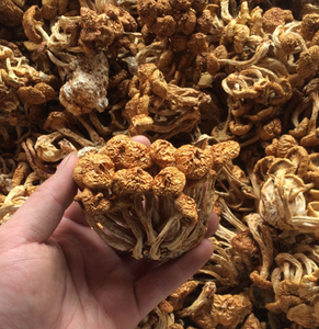 Nấm Pholiota Sấy Khô Huaxigu Trồng Bán Sỉ Nấm Pholiota - Product Image 2