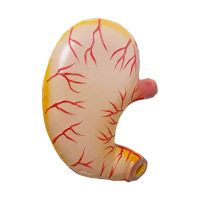 Meilleur prix PVC plastique humain taille naturelle biologie démonstration médicale enseignement anatomique malade ulcère d'estomac modèle d'anatomie
