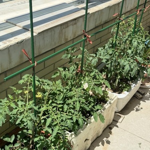 Varillas de Soporte para Plantas de Plástico Verde - Pergola Trepadora <span class=keywords><strong>con</strong></span> Diseño de Tubo de Acero para Flores, Uvas, Tomates y Pepinos - Product Image 6