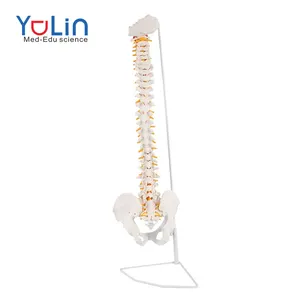 Anatomy teaching resources medical education science model Life-size human spine joint model