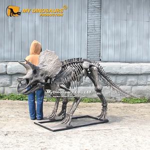<span class=keywords><strong>Esqueleto</strong></span> de <span class=keywords><strong>Triceratops</strong></span> pequeño de fibra de vidrio para exhibición de museo My Dino DS026 - Product Image 2