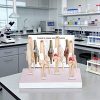 Modèle de progression de l'arthrose canine du genou, Affichage pédagogique d'anatomie vétérinaire en 4 étapes