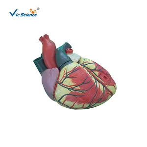3x Life-Size 3-Part Human Heart Anatomy Model metal chiming heart structures of the human heart