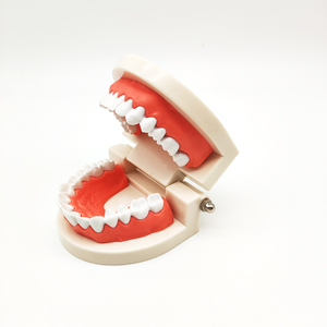 Modelo tipodont de laboratorio Dental, modelo de diente falso, modelos de entrenamiento para cepillo, entrenamiento y práctica - Product Image 3