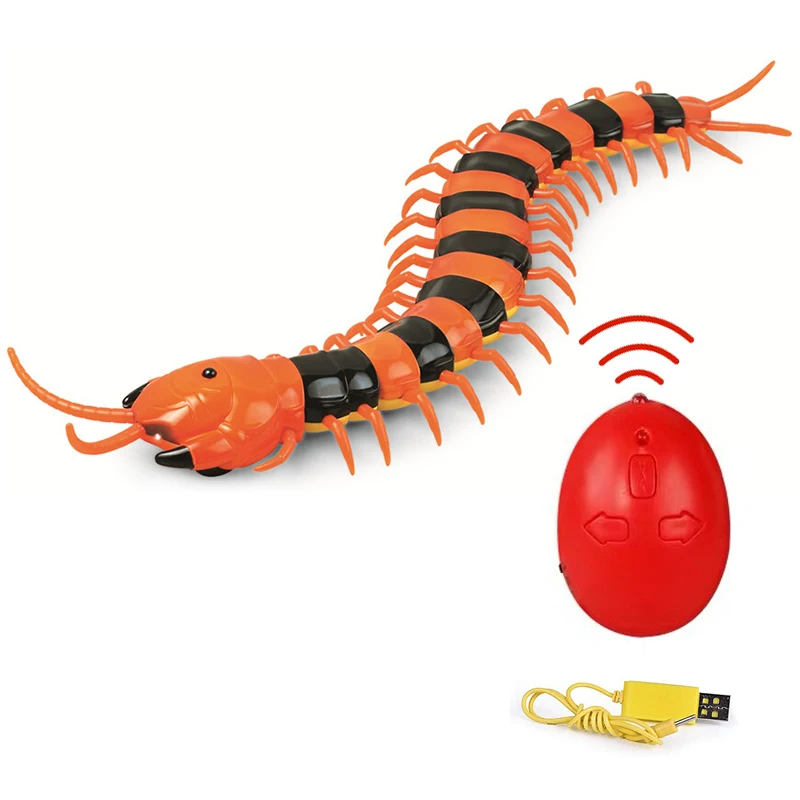 Centipède orange