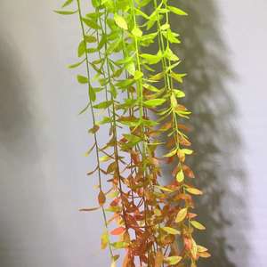 Flores Artificiales <span class=keywords><strong>Sauce</strong></span> <span class=keywords><strong>Llorón</strong></span> Plantas de Plástico Hojas Verdes Vid Colgante para Boda Decoración DIY Plantas Verdes Artificiales - Product Image 3