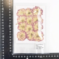 12pcs/kantong Bunga Mawar Pink Bergradasi yang Ditekan