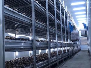 رفوف زراعة عيش الغراب من الألومنيوم - Product Image 4