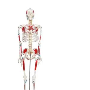 人間の全身色の筋肉モデル柔軟な脊椎スケルトンモデル医療人間のスケルトンモデルを教える