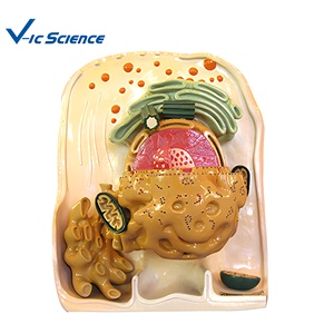 <span class=keywords><strong>Modelo</strong></span> de Enseñanza de Ultraestructura Celular Animal y Vegetal (Componente Único) - Product Image 6