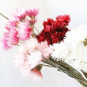 Yunnan fabrika kurutulmuş çiçekler kar lotus çiçekler beyaz açık pembe kar lotus gümüş kurutulmuş papatya çiçek - Product Image 1