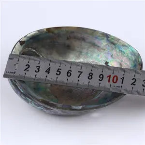 High Quality Hot Sale Sea Shells Natural Polished Abalone Shell For Home Decoration