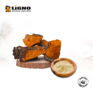 Poudre soluble dans l'eau Chaga LiGNO CG06, best-seller en Malaisie, idéale pour les mélanges de compléments énergétiques, directement de la source. - Product Image 1