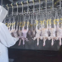 Abreuserie automatique de volaille, ligne de Production de poulet, équipement d'abattoir pour plantes de traitement de la viande