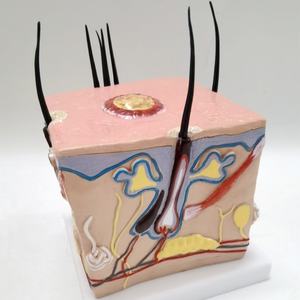 Modelo Anatómico de PVC de Alta Calidad para la Enseñanza del Proceso de Crecimiento del Cabello, Alopecia, Trasplante Capilar, Foliculitis y Nervio Capilar - Product Image 2