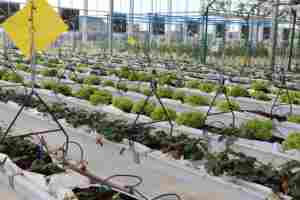 Système de culture en <span class=keywords><strong>gouttière</strong></span> suspendue réglable pour serre polytunnel, <span class=keywords><strong>gouttière</strong></span> en acier pour culture en substrat pour fraises - Product Image 5