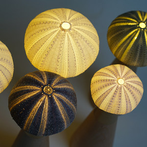 Série Marine Coquille d'ormeau naturelle Art déco en bois Style campagnard Design vintage Capteur tactile Table d'appoint Ambiance Mariage Ramadan - Product Image 4