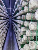 Conteneur de culture hydroponique de champignons Hezhou 40FT HM-40FT, système intelligent à haut rendement et à économie d'énergie, certifié ISO9001 pour les exploitations agricoles