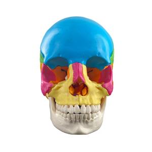 Modelo de cráneo de Color humano desmontado de 22 piezas de alta calidad para ciencia médica para escuela de Hospital y enseñanza de demostración - Product Image 1